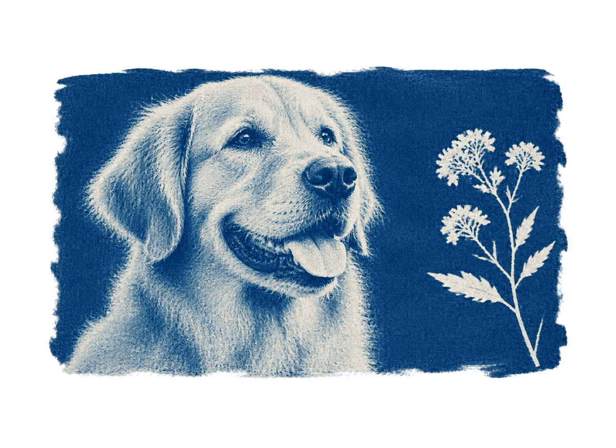 Dog Sunprint: transparent production artwork without a garment or model