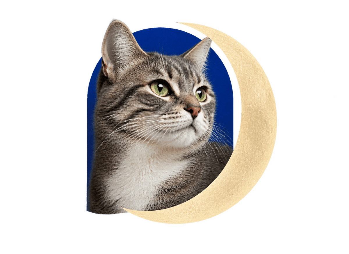 Moonlit Cat Window: transparent production artwork without a garment or model