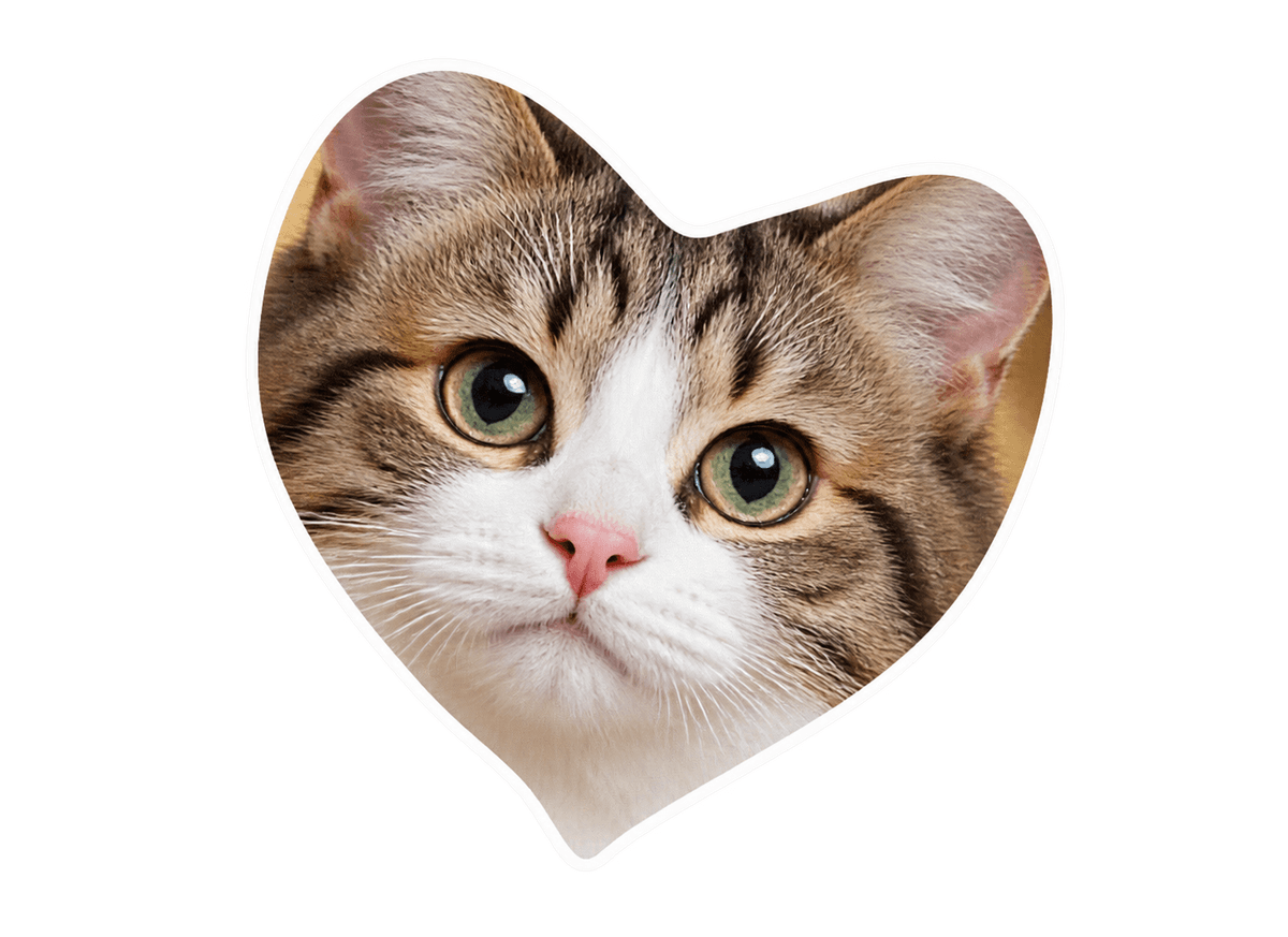 Cat Heart Study: transparent production artwork without a garment or model