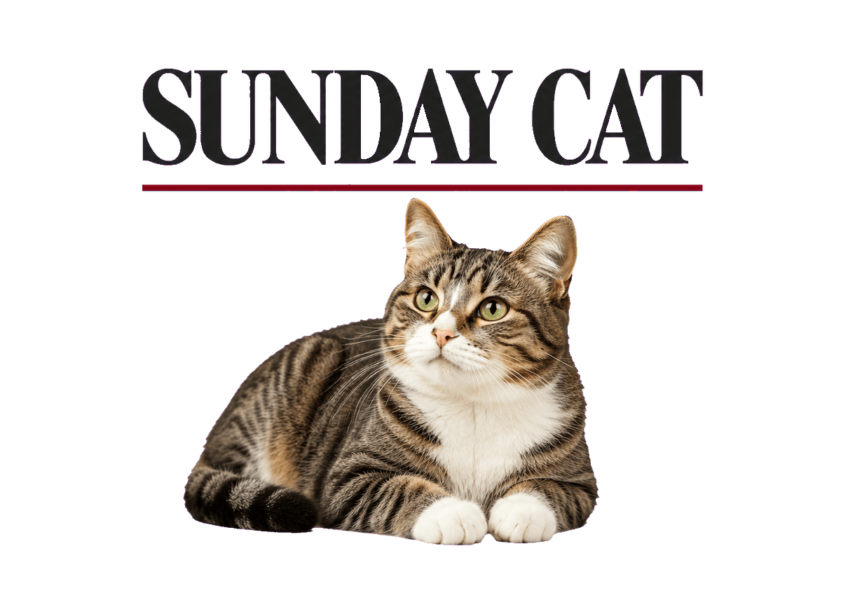Feline Sunday Paper: transparent production artwork without a garment or model
