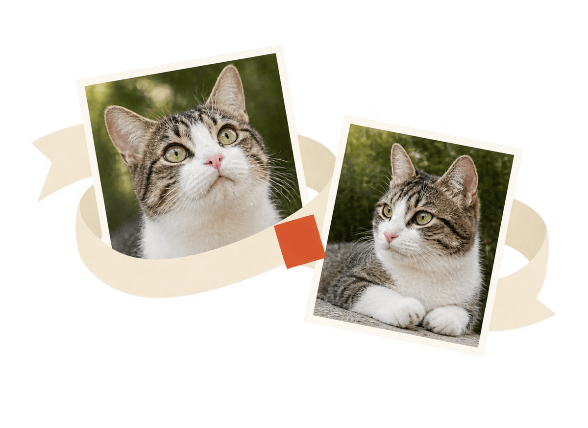 Cat Photo Ribbon: transparent production artwork without a garment or model