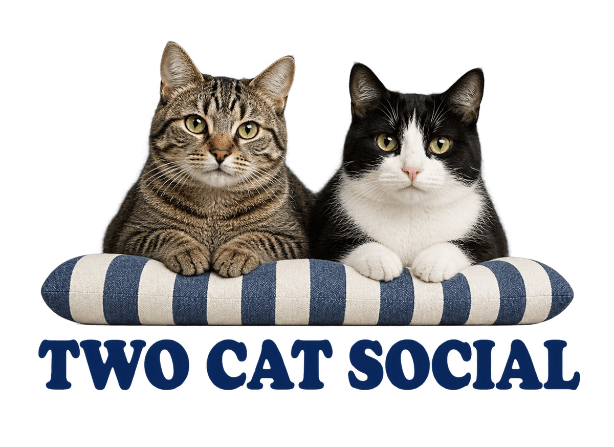 Two Cat Social: transparent production artwork without a garment or model