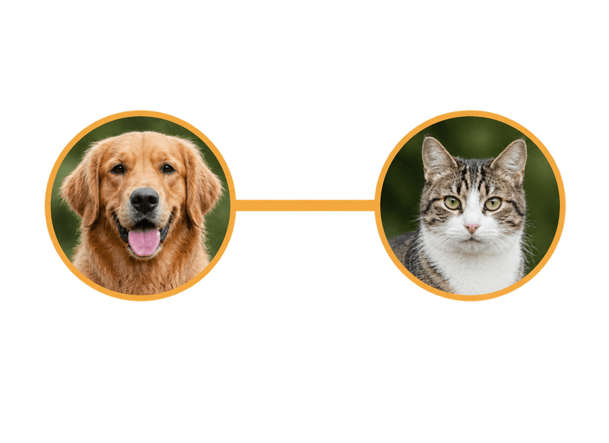 Pet Pair Diptych: transparent production artwork without a garment or model