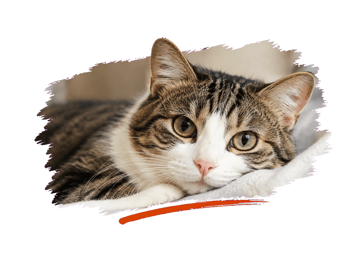 Cat Photo Keepsake: transparent production artwork without a garment or model