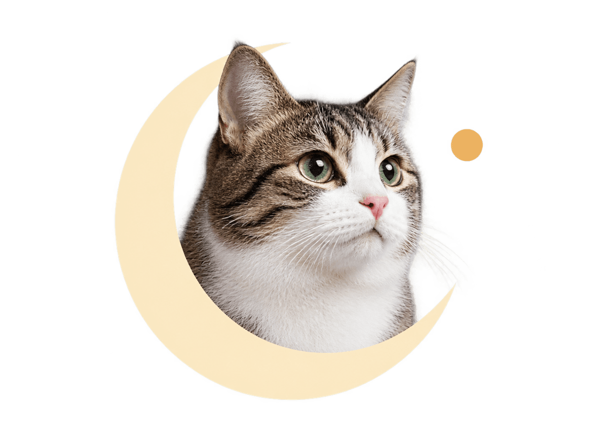 Cat Quiet Moon: transparent production artwork without a garment or model