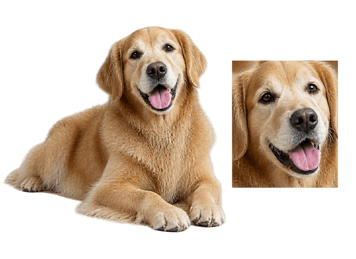 Dog Photo Remembrance: transparent production artwork without a garment or model