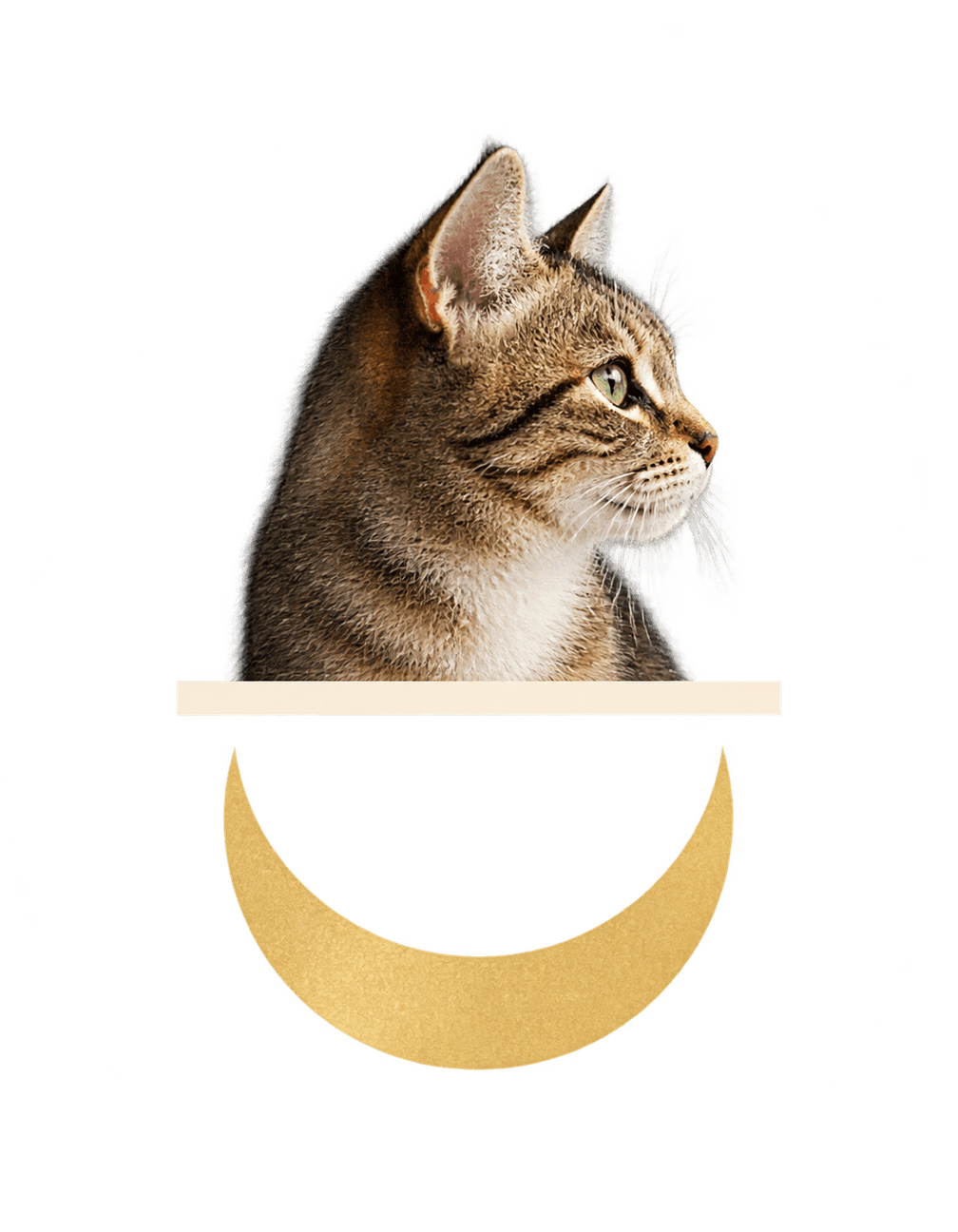 The Cat Quiet Hour original isolated transparent print artwork