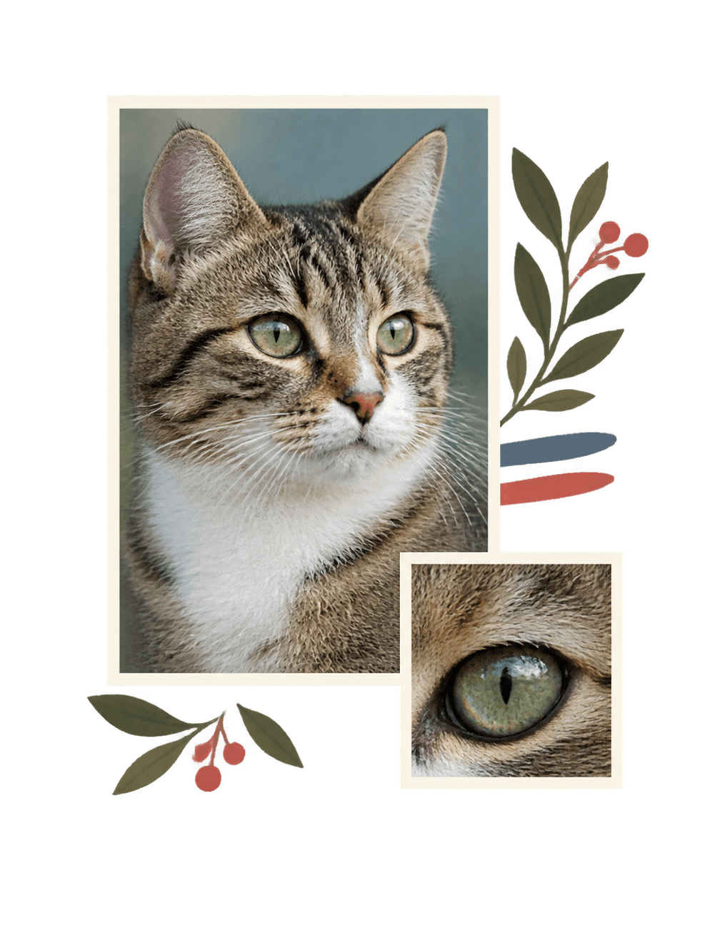 Feline Photo Ledger original isolated transparent print artwork