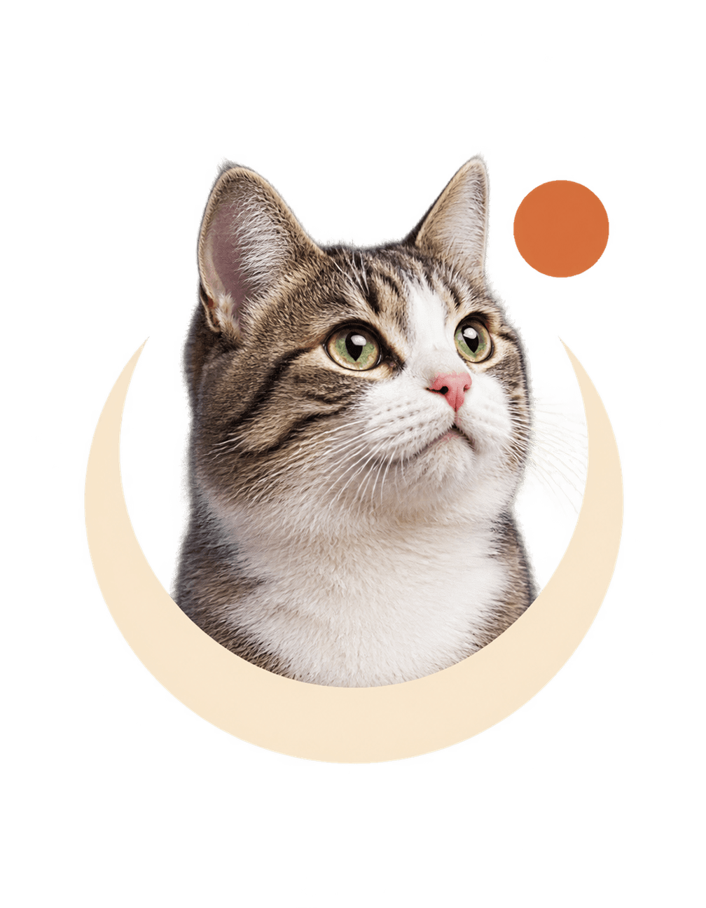 Moon Cat Tiny Portrait original isolated transparent print artwork